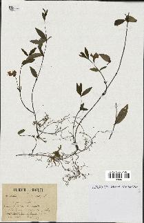 spécimen de Vinca minor