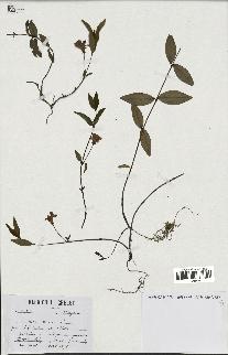 spécimen de Vinca minor