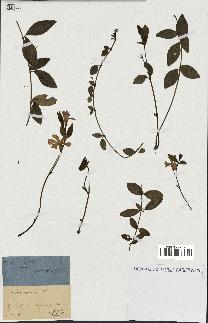 spécimen de Vinca minor