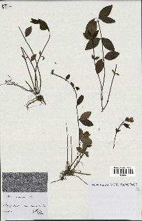 spécimen de Vinca minor