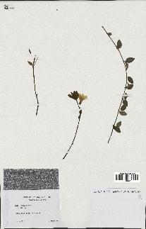 spécimen de Vinca minor