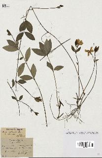 spécimen de Vinca minor