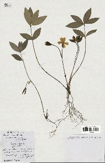 spécimen de Vinca minor