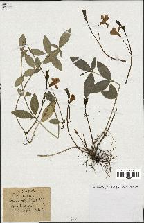 spécimen de Vinca minor