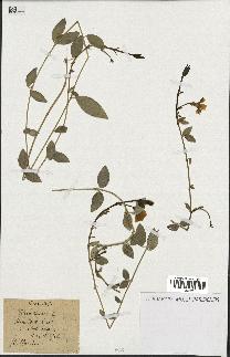 spécimen de Vinca minor