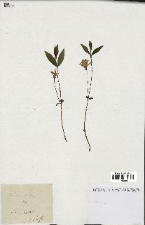 spécimen de Vinca minor