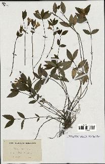 spécimen de Vinca minor