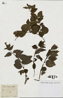 spécimen de Vinca minor