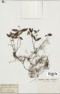 spécimen de Vinca minor