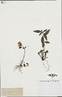 spécimen de Vinca minor