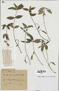 spécimen de Vinca minor