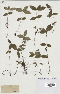 spécimen de Vinca minor