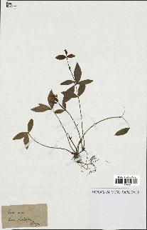 spécimen de Vinca minor
