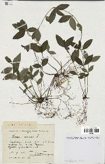 spécimen de Vinca minor