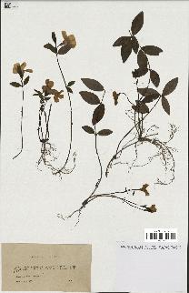 spécimen de Vinca minor