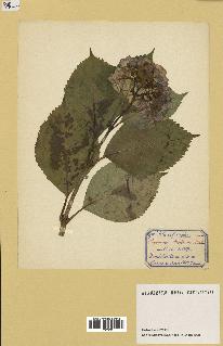 spécimen de Hydrangea hortensis