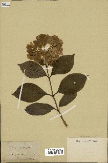 spécimen de Hydrangea hortensis