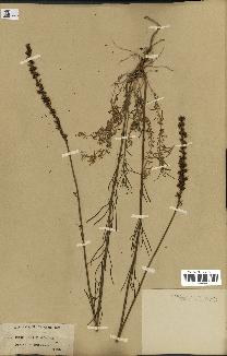 spécimen de Linaria heterophylla