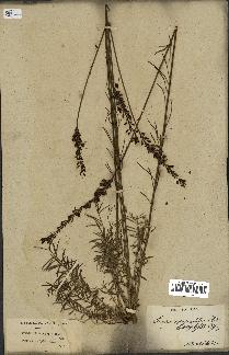 spécimen de Linaria heterophylla