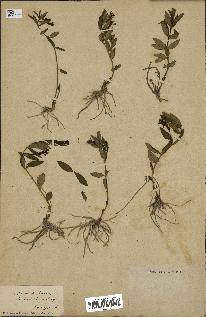 spécimen de Vinca herbacea