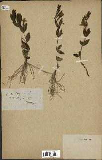 spécimen de Vinca herbacea
