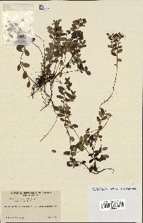 spécimen de Vaccinium vitis-idaea