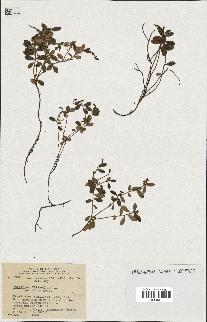 spécimen de Vaccinium vitis-idaea
