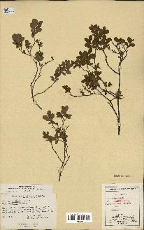 spécimen de Vaccinium uliginosum