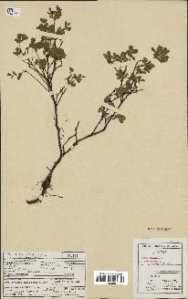spécimen de Vaccinium uliginosum