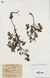 spécimen de Vaccinium uliginosum
