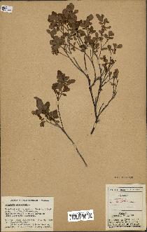 spécimen de Vaccinium uliginosum