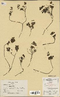 spécimen de Vaccinium vitis-idaea