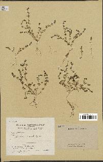 spécimen de Galium murale