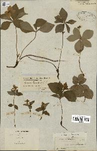 spécimen de Cornus canadensis