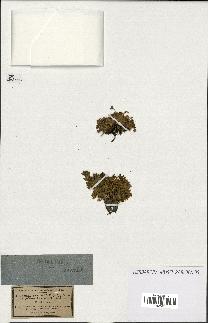 spécimen de Androsace ciliata