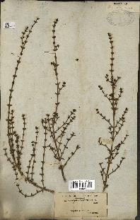 spécimen de Salsola longifolia