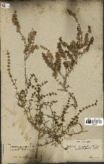 spécimen de Salsola longifolia