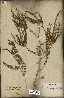 spécimen de Salsola longifolia