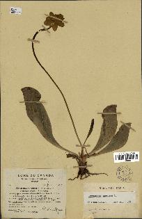 spécimen de Sarracenia purpurea