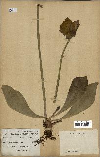 spécimen de Sarracenia purpurea