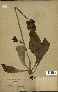 spécimen de Sarracenia purpurea