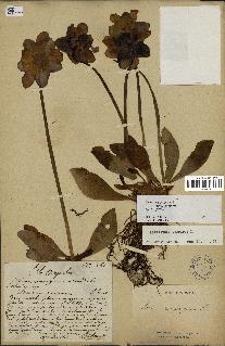 spécimen de Sarracenia purpurea