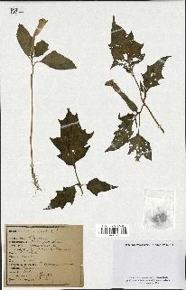 spécimen de Datura stramonium