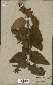 spécimen de Stachys alpina