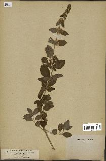 spécimen de Mentha arvensis
