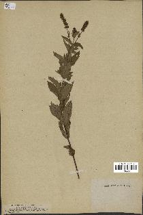 spécimen de Mentha viridis