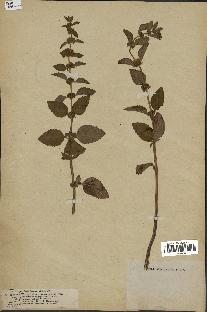 spécimen de Mentha arvensis