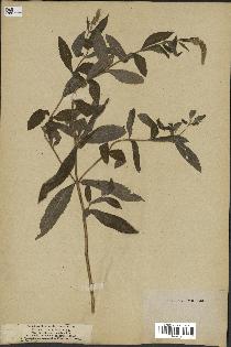 spécimen de Mentha sylvestris