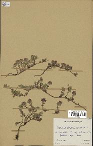 spécimen de Thymus serpyllum