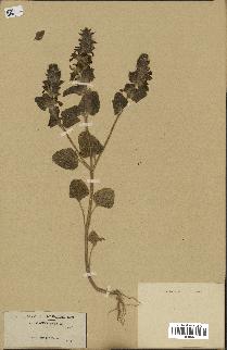 spécimen de Stachys hirta